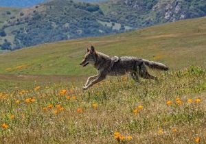 Joseph Grant Regional Park_2026_12