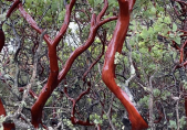 Manzanita_red-tree